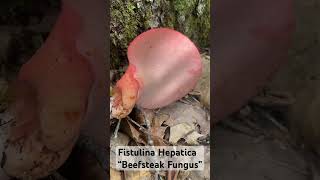 Fistulina Hepatica “Beefsteak Fungus” [upl. by Naujuj216]