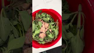 Canned Tuna in Brine with herbs homecooking healthymeals deliciousmeals deliciousfood [upl. by Ynneg]