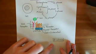 The Wnt  BetaCatenin Pathway and Familial Adenomatous Polyposis Part 1 [upl. by Mehta]