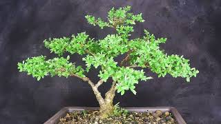 Bonsai Spirea Zeitraffer Timelapse [upl. by Nedarb]