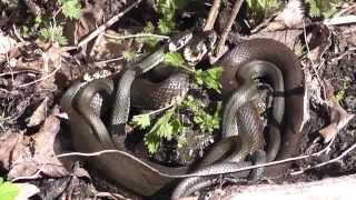 Grass snakes mating Ringelnattern bei der Paarung [upl. by Neb]