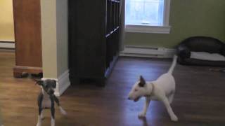 Mini Bull Terrier amp Italian Greyhound Puppies playing together [upl. by Arleen]