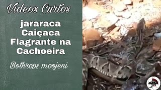 Caiçaca Bothrops moojeni  Shorts  Biólogo Henrique [upl. by Airrat]