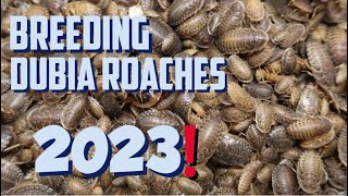 BREEDING DUBIA ROACHES SIMPLE GUIDE [upl. by Feledy]