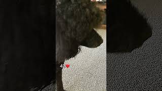 Frannie the standard poodle [upl. by Odiug]