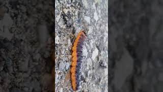 Tiha MetamorfozaGusenica Noćnog Leptira u Prirodnom Raju🐛🐛🐛🦋🦋🦋 [upl. by Denny393]