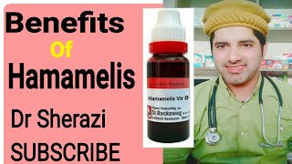 Hamamelis Virg Homeopathic Medicine Benefits  irregular Periods Treatment [upl. by Aretak969]