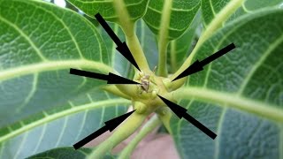 Mango Scions for Grafting Select Buds at the Right Stage [upl. by Neiht]