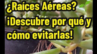 ¿Por Qué Tu Suculenta Tiene Raíces Aéreas 🌱  Tips para Evitarlas y Qué Hacer con Ellas [upl. by Lemyt]