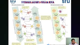 Nucleic Acids DNA amp RNA  Nature structure Functions and Types [upl. by Krute]