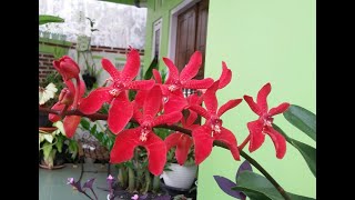 Fire Orchid  Renanstylis Bangkok Beauty  Renanthera azimah x Renanthera Bangkok Flame [upl. by Beker155]