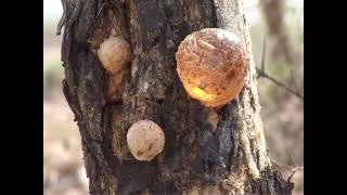 Natural resin and gum producing trees of India [upl. by Ahrendt]