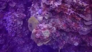 Cozumel  Palancar Herradura Coral Reef  YouTube Music [upl. by Kalin455]