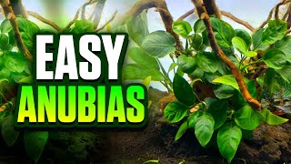 7 Beautiful Types Of Anubias For Your Planted Tank BeginnerFriendly Plants [upl. by Ailis]