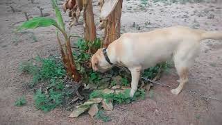 1 year old Labrador Retriever Lab female dog Julie well trained India [upl. by Naraj]