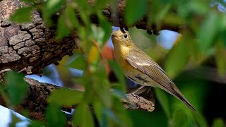 ムギマキ 野鳥 Mugimaki Flycatcher Ficedula mugimaki wildbirds [upl. by Yellhsa]