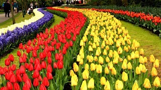 Keukenhof Gardens Netherlands • Tulip Garden in Holland  European Waterways [upl. by Anihsit]