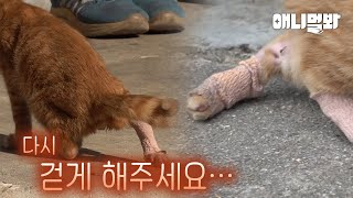 두 다리를 잃은 새끼 고양이가 찾아간 단 한 사람ㅣA Person Whom Cat Went To Meet With Two Legs Injured [upl. by Annohsal]