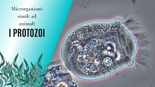 PROTOZOI 🦠 i microrganismi che somigliano agli animali [upl. by Ardnoik545]