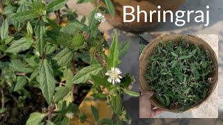 Easy to grow bhringraj at home  hair fall control with bhringraj hair pack and hair oil [upl. by Jeni651]