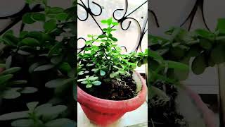 crassula plant lucky plant trendingshorts  Kuber plantnature [upl. by Aniram438]