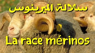 la race mérinos au maroc سلالة اغنام الميرينوس بالمغرب [upl. by Queenie]