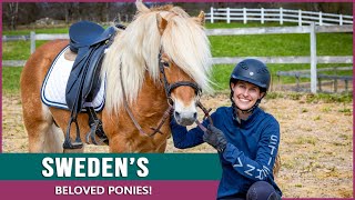 Discover the Endangered Gotland Pony in Sweden [upl. by Artenehs165]