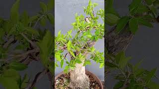 CELTIS TALA EN FORMACIÓN BONSAI [upl. by Abehsat]