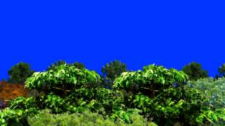 above the forest in blue screen fantastical view free animated [upl. by Oirad]