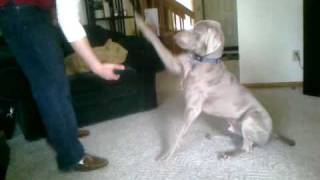 Weimaraner Tricks [upl. by Atsirhc]