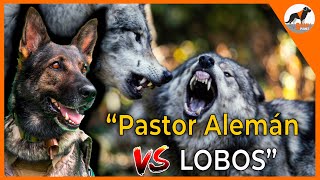 Pastor Alemán 🐕‍🦺 VS Lobos 🐺pastoraleman lobo perro dogs [upl. by Lenssen]