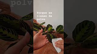 Maranta Leuconeura tricolor plantasdeinterior asmr [upl. by Marita]