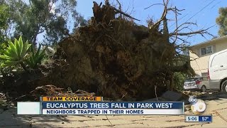 Eucalyptus trees fall in Park West during storm [upl. by Fredelia]