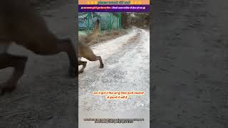 इस वफादार कुत्ते 🐕‍🦺 ने कुछ ऐसा कर दिया जिससे उसका मालिक भी हैरान हो गया 😱🙏 animal animals dog [upl. by Sidwohl]