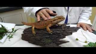 Pet Tips  Reptile Care [upl. by Arahas25]