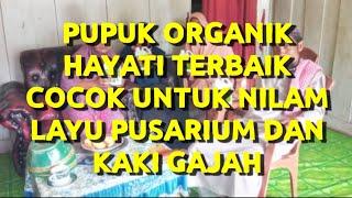 Tanaman Nilam LayuPakai Pupuk Bioboost [upl. by Yantruoc25]