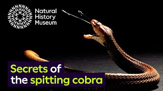 Spitting cobras the peculiar evolution of defensive venom in snakes [upl. by Eelyahs414]