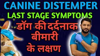 Canine Distemper Last Stage Neurological Symptoms  Treatment  Signs  Ke Lakshan ka Ilaj In Hindi [upl. by Sitnik]