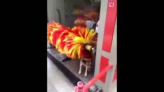 Smart dog enjoying a wash dog animals youtube funnyanimal youtubeshorts shorts funny [upl. by Letsou]