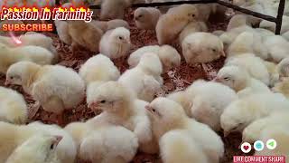 How I Manage My Broiler Chicks On The First Day agriculture passioninfarming [upl. by Xeno]