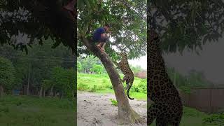 cheeta tiger attack on the tree vfx videos virals 4 wildlife shorts treanding vfx tiger [upl. by Yretsym]