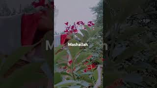 Peshawar weather Alhamdulillah youtube youtubeshorts youtubeshortsviral [upl. by Audras]