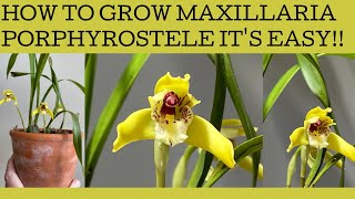 How to grow Maxillaria porphyrostele mine has burst into bloom so lets talk basic care [upl. by Akla759]