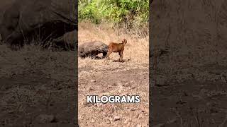 quotKomodo Dragons Shocking Hunting Technique 🦎😱 The Worlds Largest Lizardquot [upl. by Einahpit]