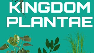 The Plant Kingdom Get a quick yet detailed overview of everything in it LogicalBioSphere [upl. by Nylsirk380]