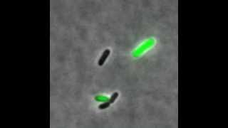 Phage lambda  showing lytic and lysogenic pathways [upl. by Harvison]