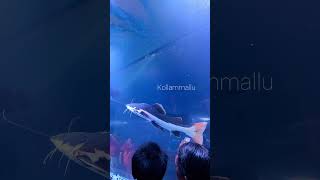 KOLLAM FEST 2023  ASRAMAM  ACRYLIC UNDER WATER AQUARIUM  KOLLAM [upl. by Edithe98]