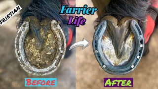 SHOEING A FRIESIAN HORSE FarrierBlacksmith  Satisfying [upl. by Lupe]