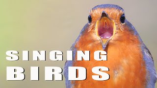 SINGING BIRDS [upl. by Ianaj192]