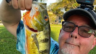 Two Peacock Bass in a Row on Artificial  West Palm Beach [upl. by Laeria]